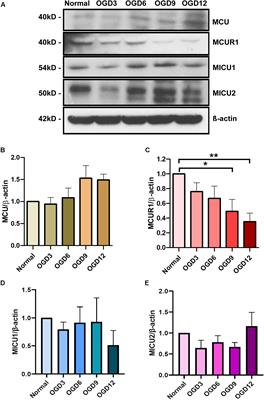 Oxygen Glucose Deprivation Induced Prosurvival Autophagy Is Insufficient to Rescue Endothelial Function